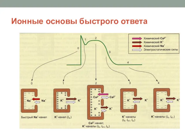 Ионные основы быстрого ответа