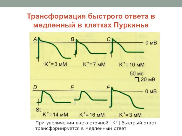 Трансформация быстрого ответа в медленный в клетках Пуркинье При увеличении