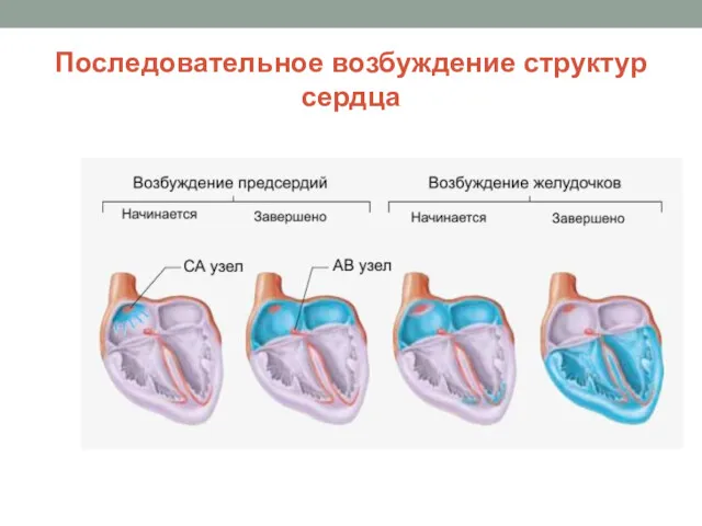 Последовательное возбуждение структур сердца