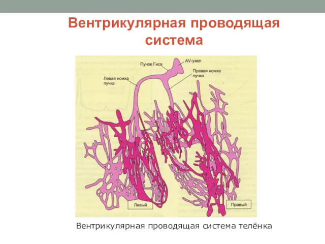 Вентрикулярная проводящая система Вентрикулярная проводящая система телёнка