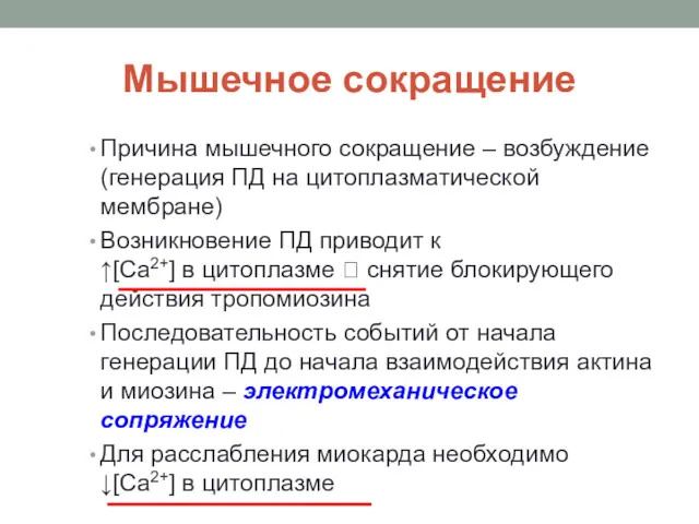 Мышечное сокращение Причина мышечного сокращение – возбуждение (генерация ПД на