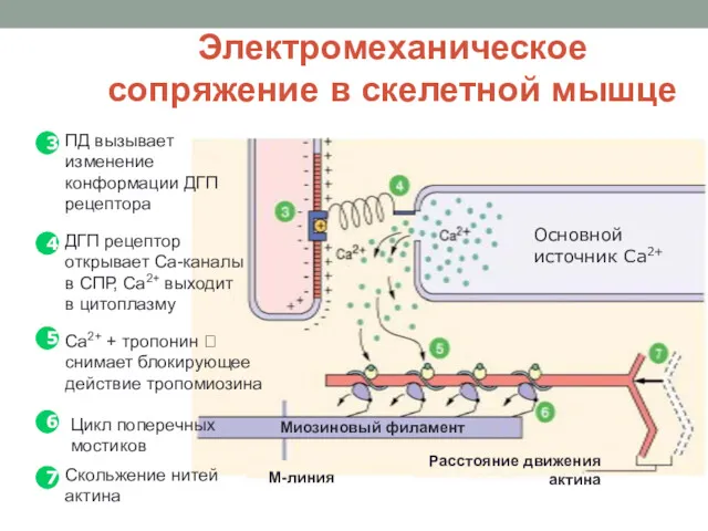 Электромеханическое сопряжение в скелетной мышце 3 4 ПД вызывает изменение