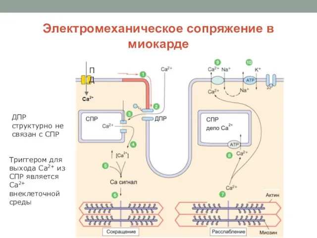 Электромеханическое сопряжение в миокарде ПД ДПР структурно не связан с