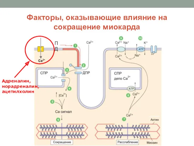 Факторы, оказывающие влияние на сокращение миокарда ПД Адреналин, норадреналин, ацетилхолин