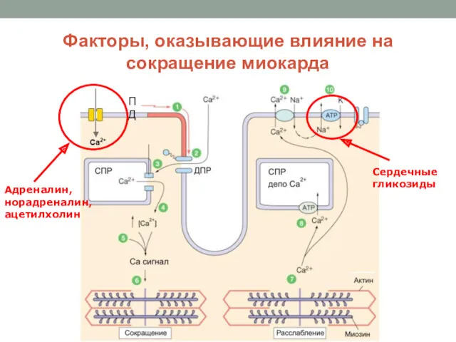 Факторы, оказывающие влияние на сокращение миокарда ПД Адреналин, норадреналин, ацетилхолин Сердечные гликозиды