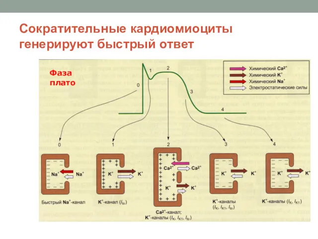 Сократительные кардиомиоциты генерируют быстрый ответ Фаза плато