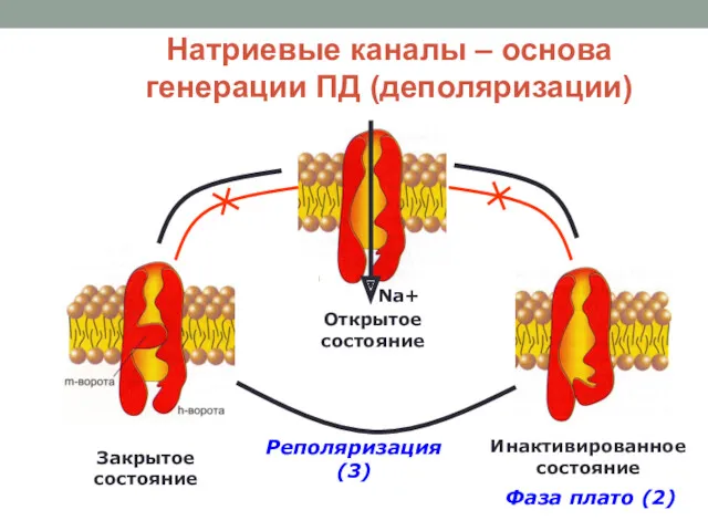 Натриевые каналы – основа генерации ПД (деполяризации) Na+ Открытое состояние