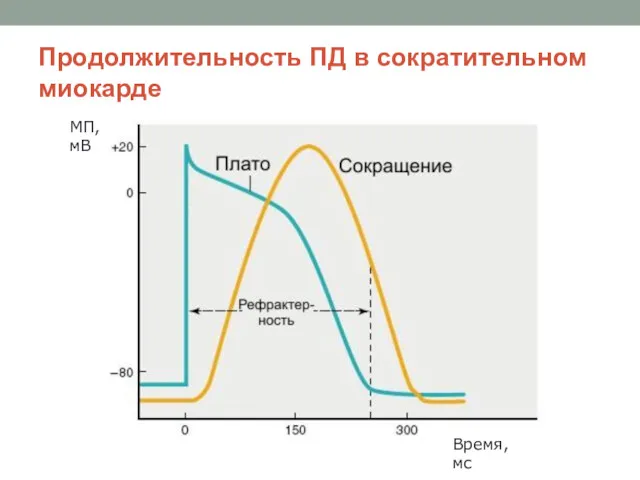 Продолжительность ПД в сократительном миокарде Время, мс МП, мВ