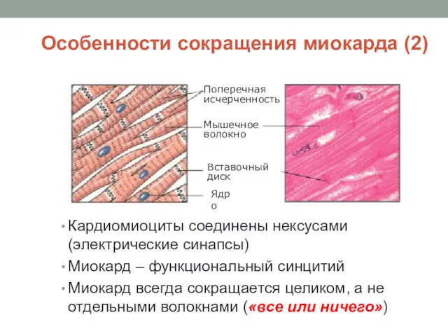 Особенности сокращения миокарда (2) Кардиомиоциты соединены нексусами (электрические синапсы) Миокард