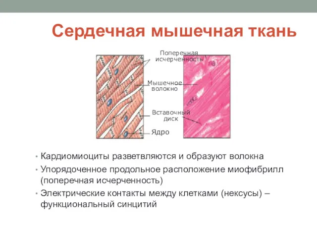 Сердечная мышечная ткань Кардиомиоциты разветвляются и образуют волокна Упорядоченное продольное