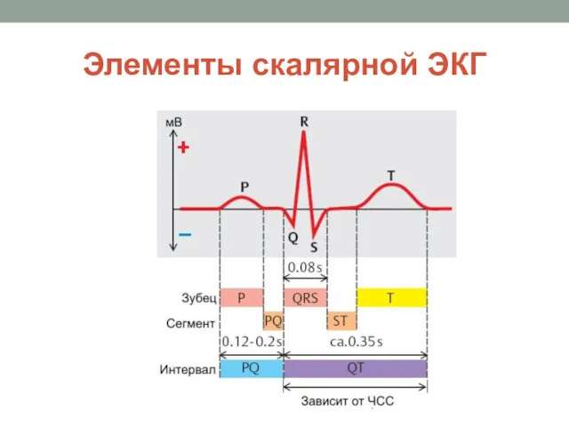 Элементы скалярной ЭКГ