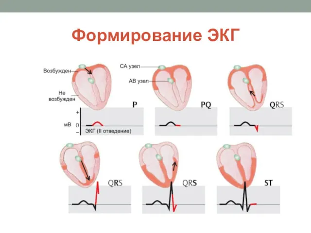 Формирование ЭКГ