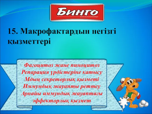 Фагоцитоз жане пиноцитоз Репарация үрдістеріне катысу Мдың секреторлық қызметі Иммундық