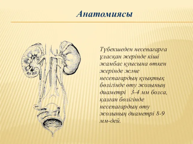 Түбекшеден несепағарға ұласқан жерінде кіші жамбас қуысына өткен жерінде және