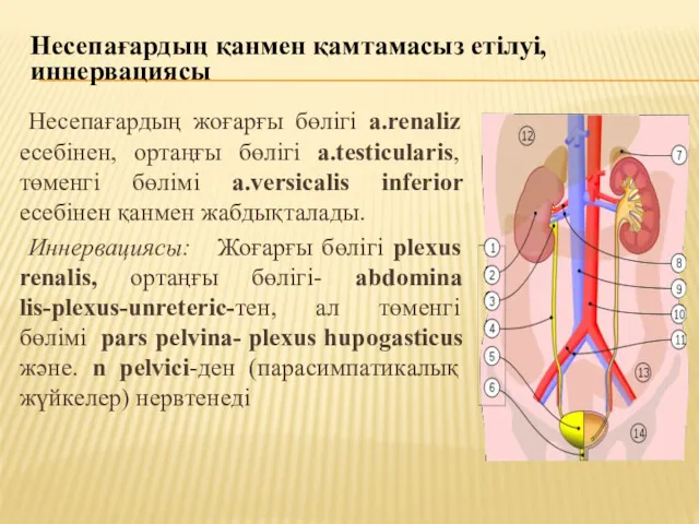 Несепағардың жоғарғы бөлігі а.renaliz есебінен, ортаңғы бөлігі a.testicularis, төменгі бөлімі