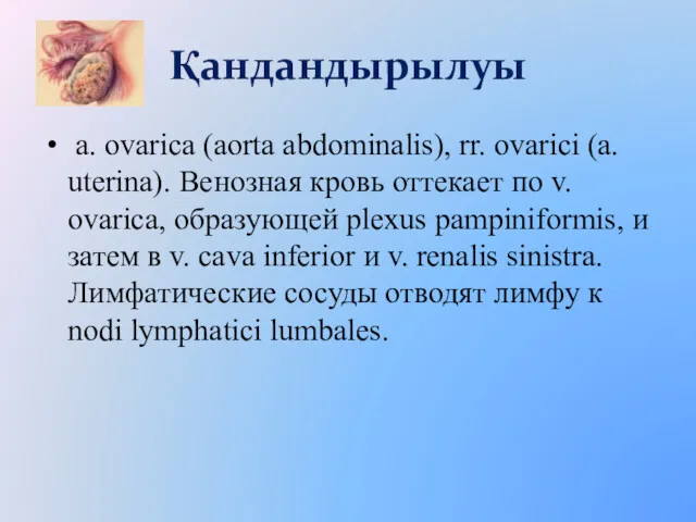Қандандырылуы a. ovarica (aorta abdominalis), rr. ovarici (a. uterina). Венозная