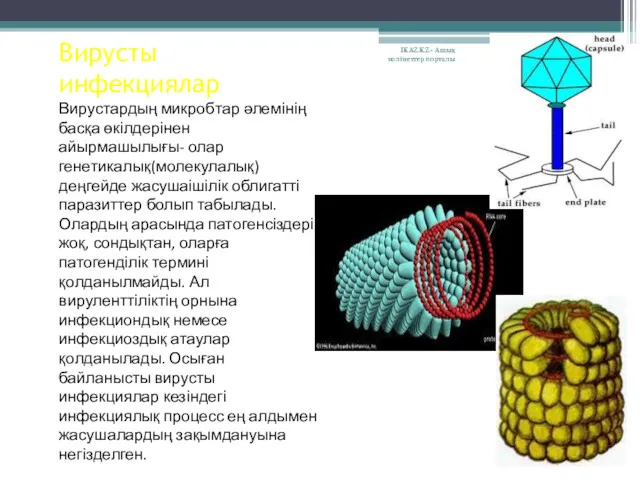 Вирусты инфекциялар Вирустардың микробтар әлемінің басқа өкілдерінен айырмашылығы- олар генетикалық(молекулалық)