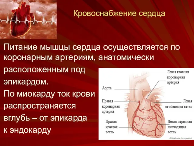 Кровоснабжение сердца Питание мышцы сердца осуществляется по коронарным артериям, анатомически