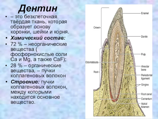 Дентин – это безклеточная твёрдая ткань, которая образует основу коронки,