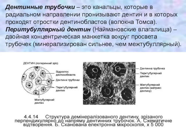 Дентинные трубочки – это канальцы, которые в радиальном направлении пронизывают