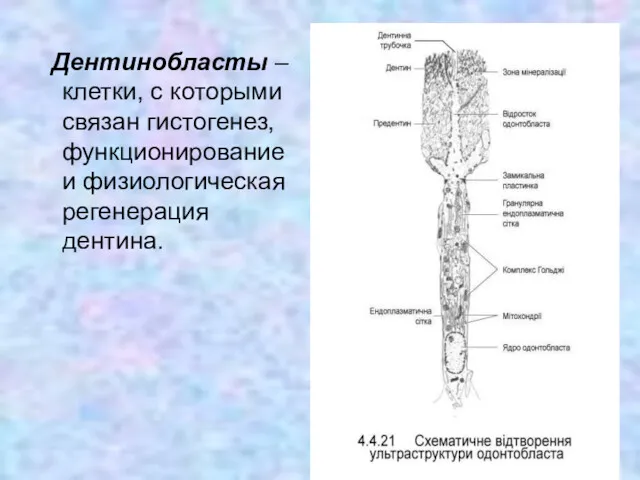 Дентинобласты – клетки, с которыми связан гистогенез, функционирование и физиологическая регенерация дентина.