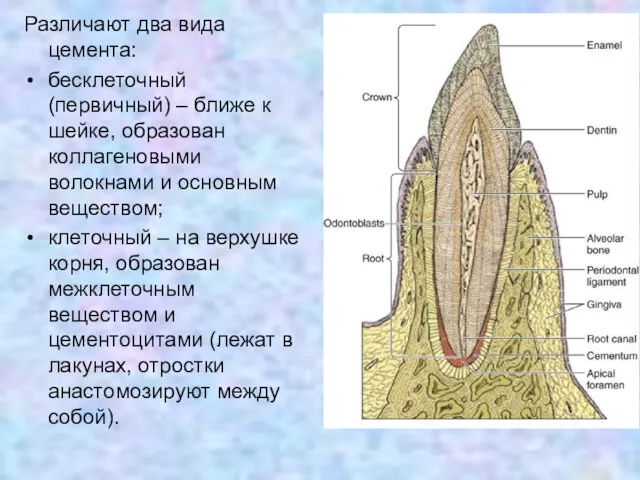 Различают два вида цемента: бесклеточный (первичный) – ближе к шейке,