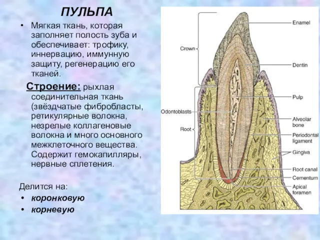 ПУЛЬПА Мягкая ткань, которая заполняет полость зуба и обеспечивает: трофику,