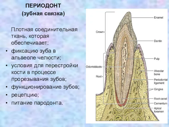 ПЕРИОДОНТ (зубная связка) Плотная соединительная ткань, которая обеспечивает: фиксацию зуба