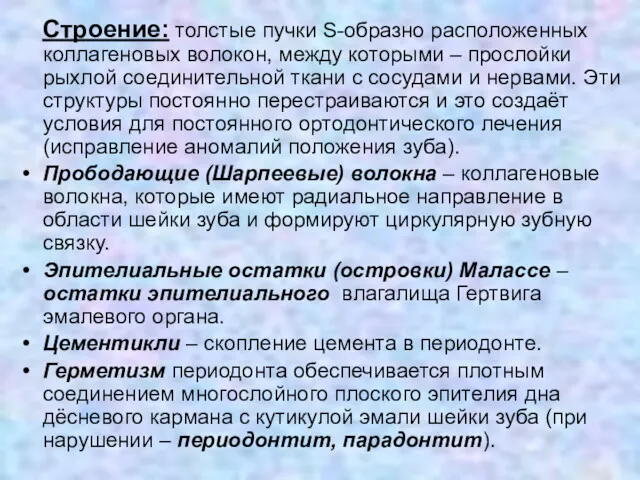 Строение: толстые пучки S-образно расположенных коллагеновых волокон, между которыми –