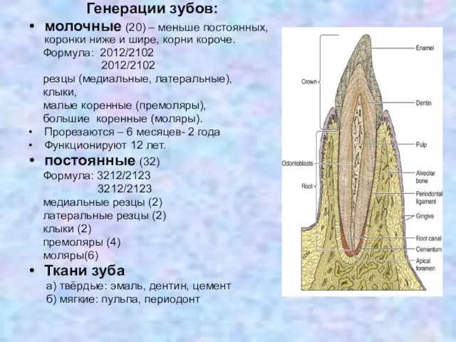Генерации зубов: молочные (20) – меньше постоянных, коронки ниже и