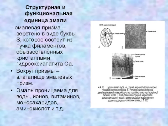 Структурная и функциональная единица эмали - эмалевая призма – веретено