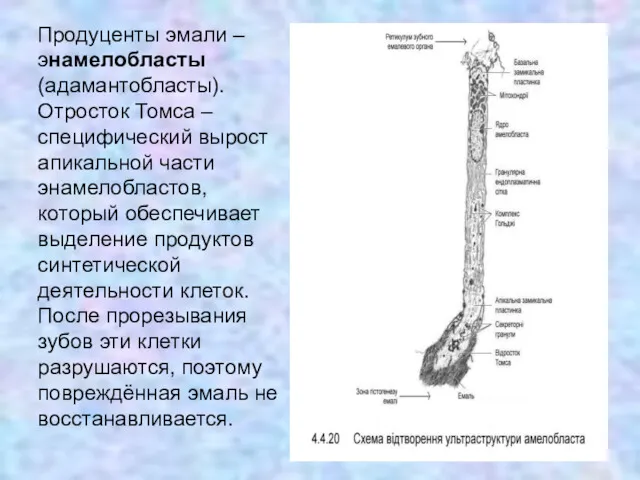 Продуценты эмали – энамелобласты (адамантобласты). Отросток Томса – специфический вырост