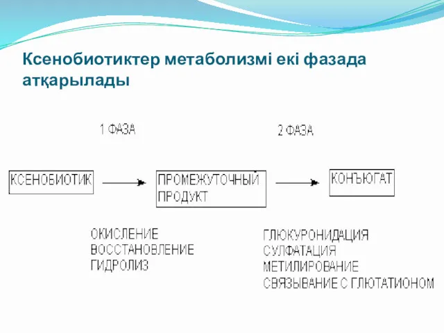 Ксенобиотиктер метаболизмі екі фазада атқарылады