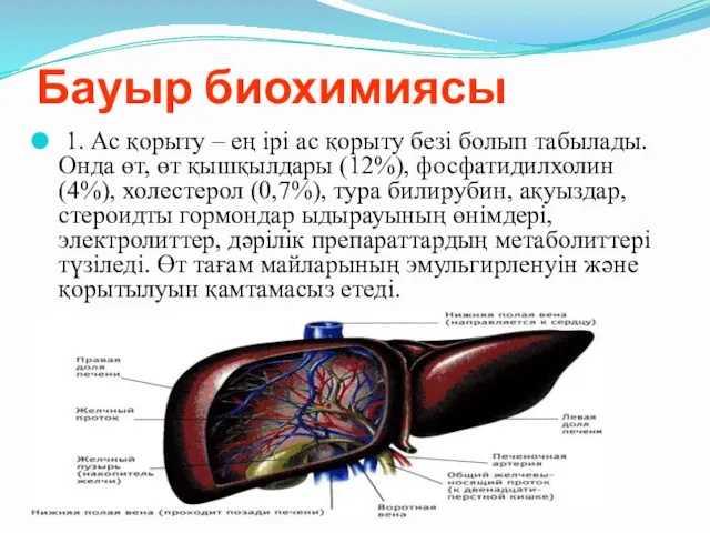 Бауыр биохимиясы 1. Ас қорыту – ең ірі ас қорыту