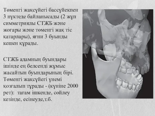 Төменгі жақсүйегі бассүйекпен 3 нүктеде байланысады (2 жұп симметриялы СТЖБ