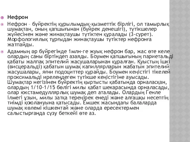 Нефрон Нефрон – бүйректің құрылымдық-қызметтік бірлігі, ол тамырлық шумақтан, оның
