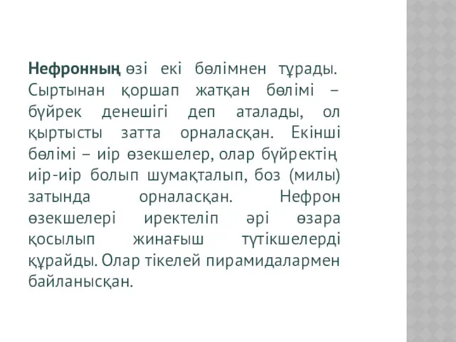 Нефронның өзі екі бөлімнен тұрады. Сыртынан қоршап жатқан бөлімі –