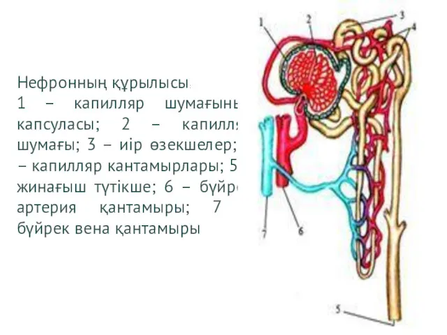 Нефронның құрылысы: 1 – капилляр шумағының капсуласы; 2 – капилляр