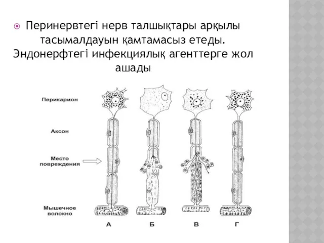 Перинервтегі нерв талшықтары арқылы тасымалдауын қамтамасыз етеды. Эндонерфтегі инфекциялық агенттерге жол ашады