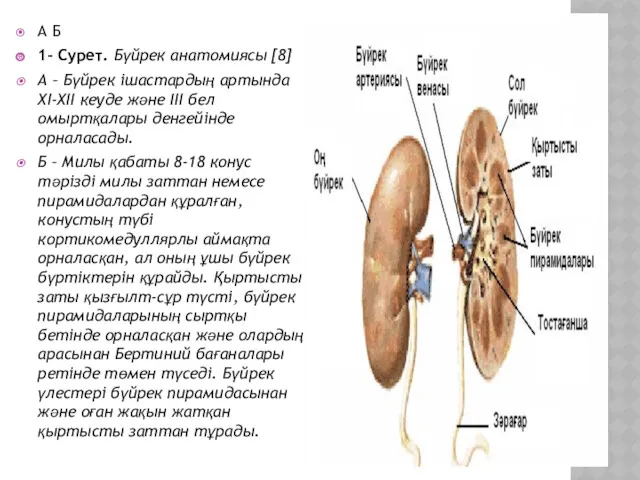А Б 1- Сурет. Бүйрек анатомиясы [8] А – Бүйрек