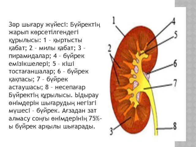 Зәр шығару жүйесі: Бүйректің жарып көрсетілгендегі құрылысы: 1 – қыртысты