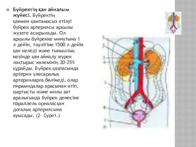 Бүйректің қан айналым жүйесі. Бүйректің қанмен қамтамасыз етілуі бүйрек артериясы