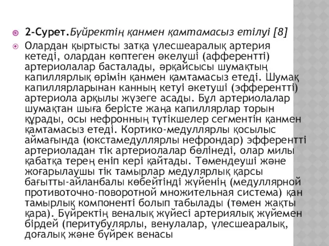 2-Сурет.Бүйректің қанмен қамтамасыз етілуі [8] Олардан қыртысты затқа үлесшеаралық артерия