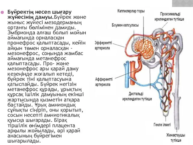 Бүйректің несеп шығару жүйесінің дамуы.Бүйрек және жыныс жүйесі мезодерманың ортанғы