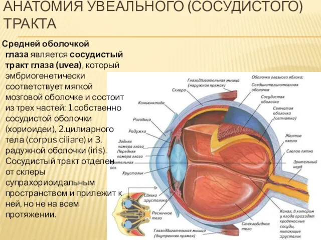 АНАТОМИЯ УВЕАЛЬНОГО (СОСУДИСТОГО) ТРАКТА Средней оболочкой глаза является сосудистый тракт