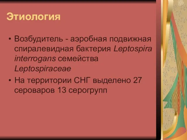 Этиология Возбудитель - аэробная подвижная спиралевидная бактерия Leptospira interrogans семейства