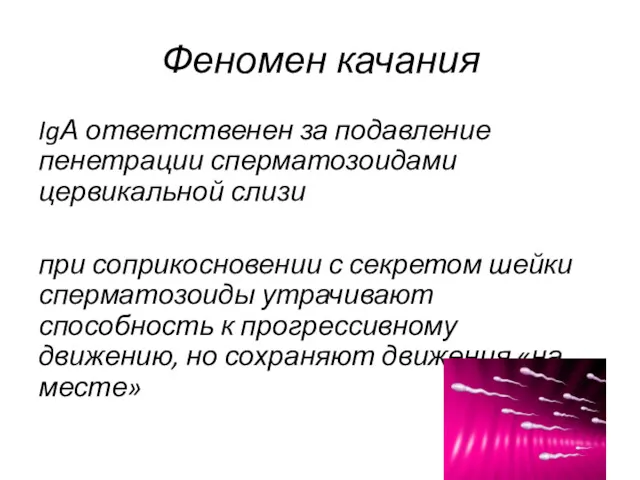 Феномен качания IgА ответственен за подавление пенетрации сперматозоидами цервикальной слизи