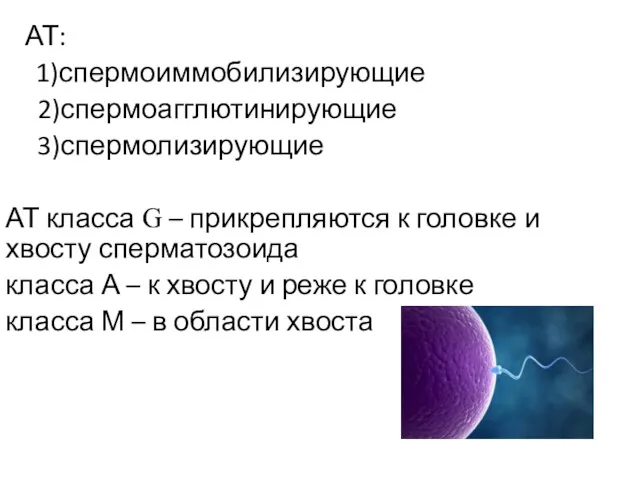 АТ: 1)спермоиммобилизирующие 2)спермоагглютинирующие 3)спермолизирующие АТ класса G – прикрепляются к