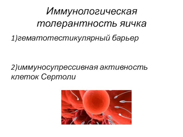 Иммунологическая толерантность яичка 1)гематотестикулярный барьер 2)иммуносупрессивная активность клеток Сертоли