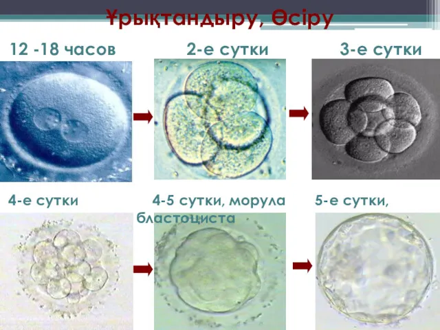 Ұрықтандыру, Өсіру 2-е сутки 3-е сутки 12 -18 часов 4-е